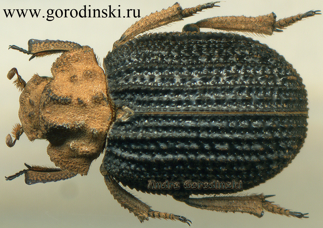 http://www.gorodinski.ru/scarabs/Trox insignis.jpg